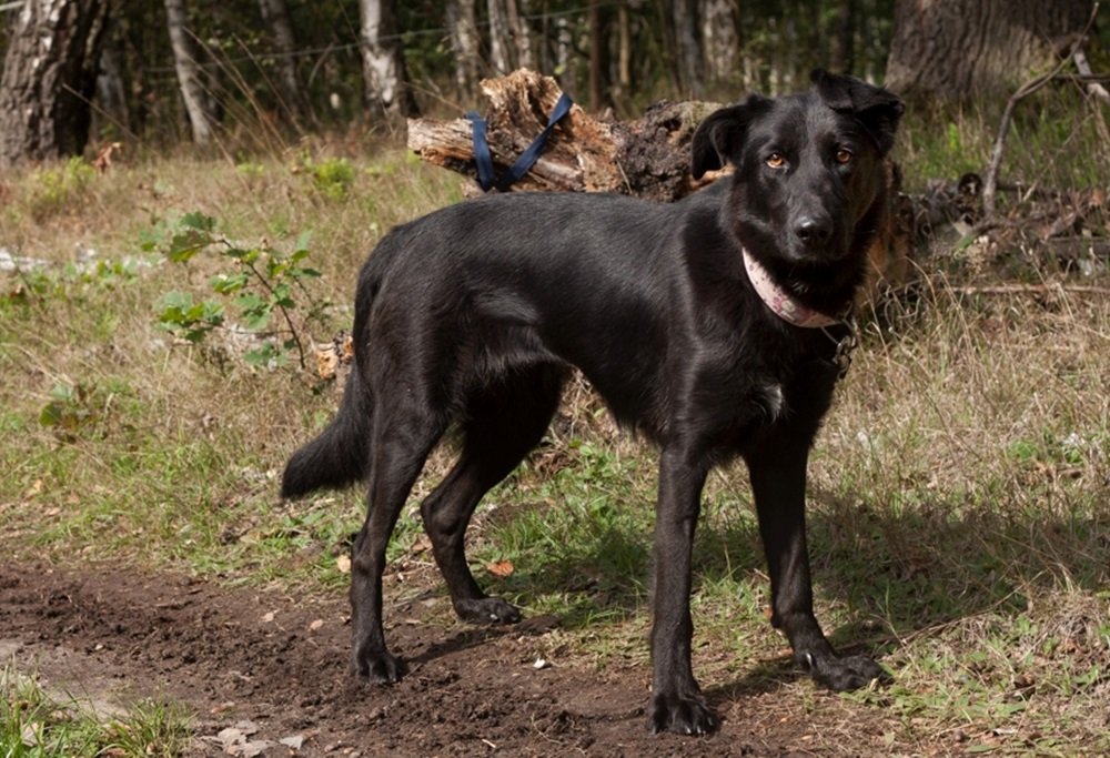 Negra